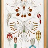 Poster about crustaceans, based on an old lithograph from 1904.
