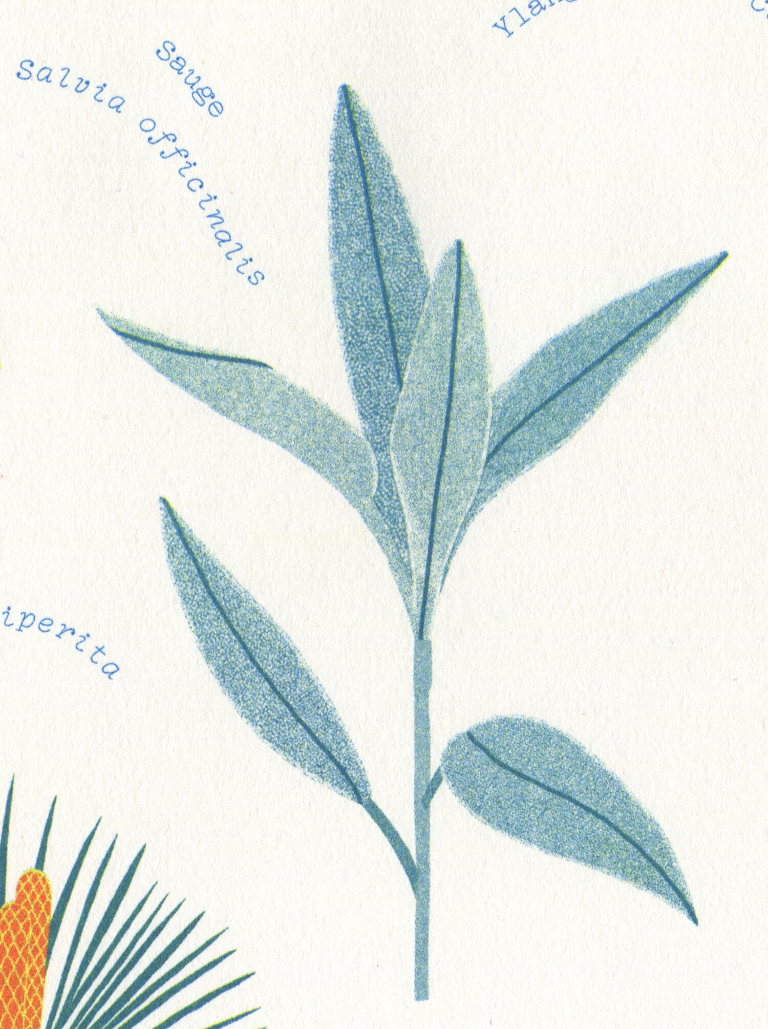 Riso poster "medicinal plants"