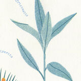 Riso poster "medicinal plants"