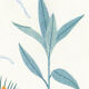 Riso poster "medicinal plants"