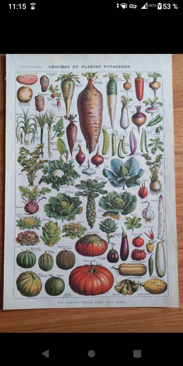 Botanical plate lithograph vegetable garden Larousse encyclopedia 20th century