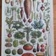 Botanical plate lithograph vegetable garden Larousse encyclopedia 20th century