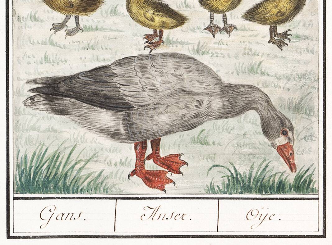 Small poster on "Geese and their ducklings", after an old engraving