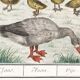 Small poster on "Geese and their ducklings", after an old engraving