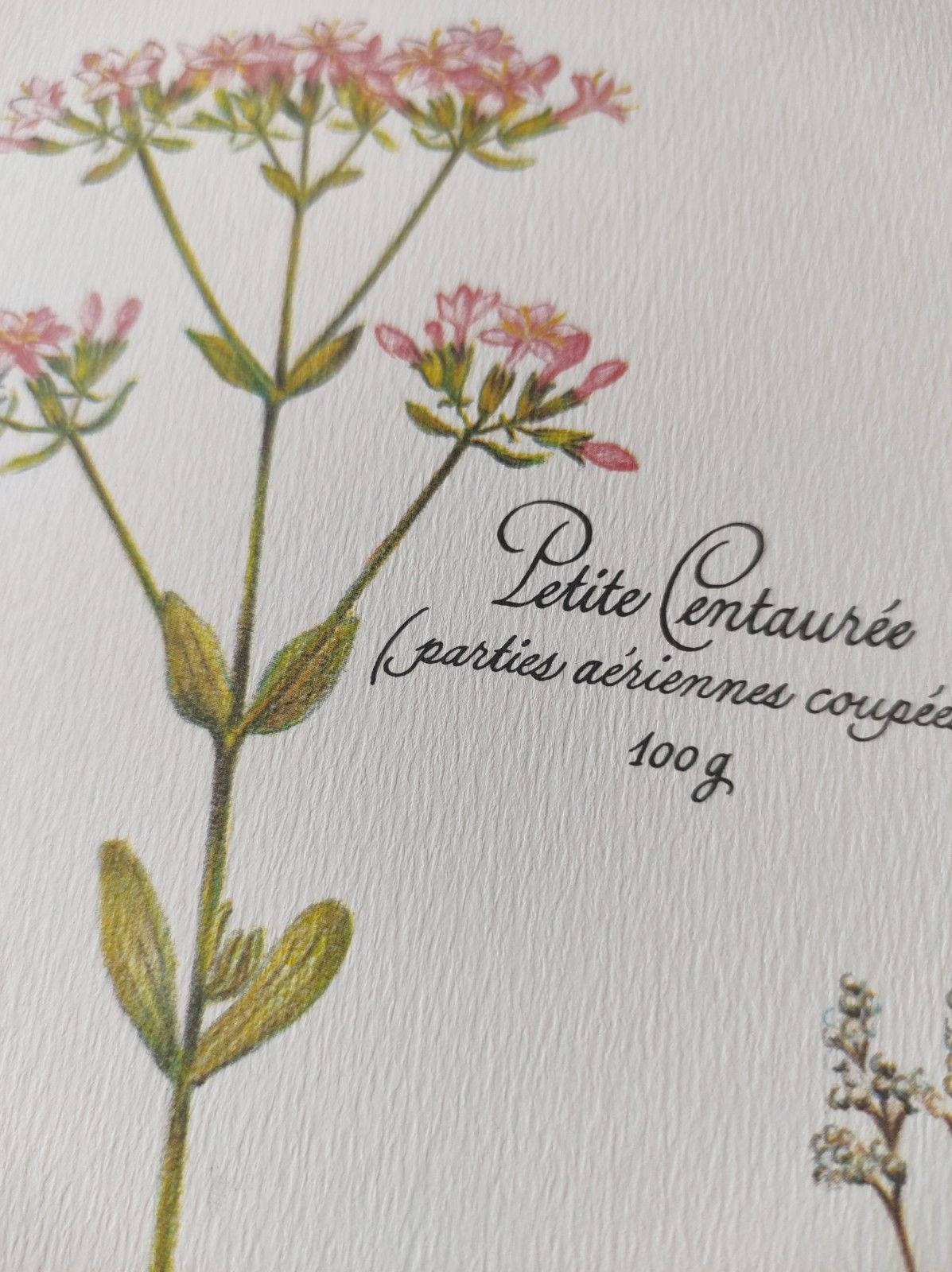 Botanical engraving -Herbal tea against fever- Illustration of medicinal plants and herbs