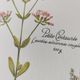 Botanical engraving -Herbal tea against fever- Illustration of medicinal plants and herbs