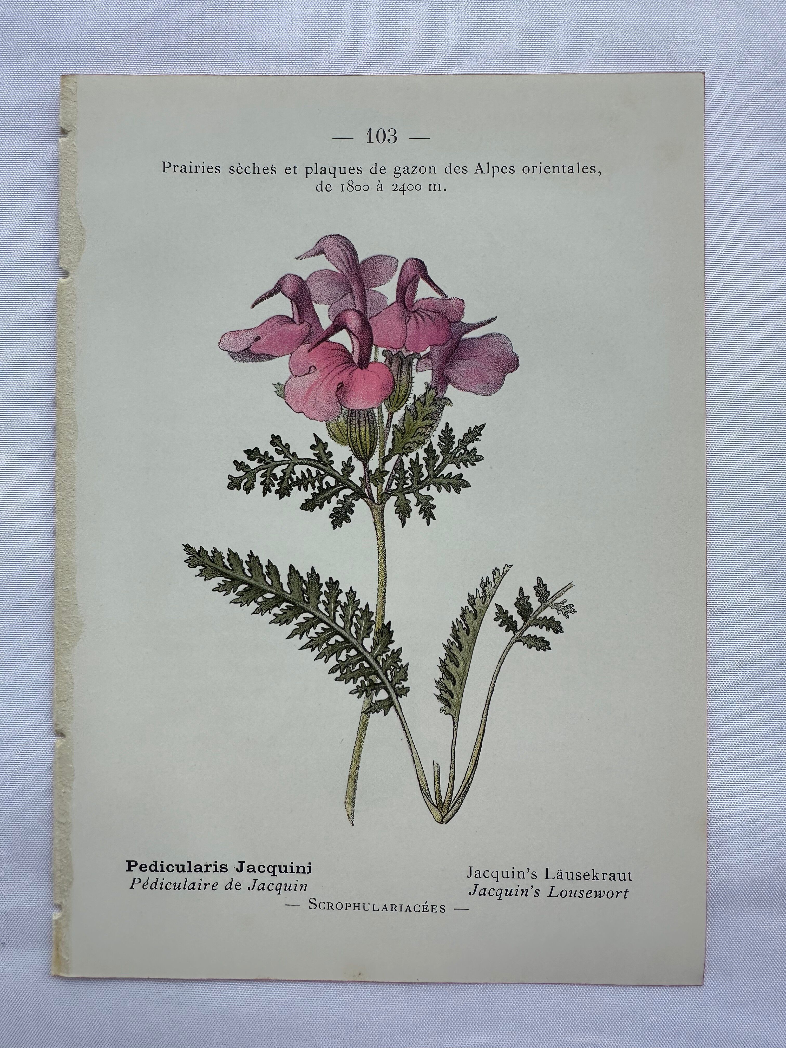 Botanical plate engraving flower 1800