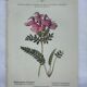 Botanical plate engraving flower 1800