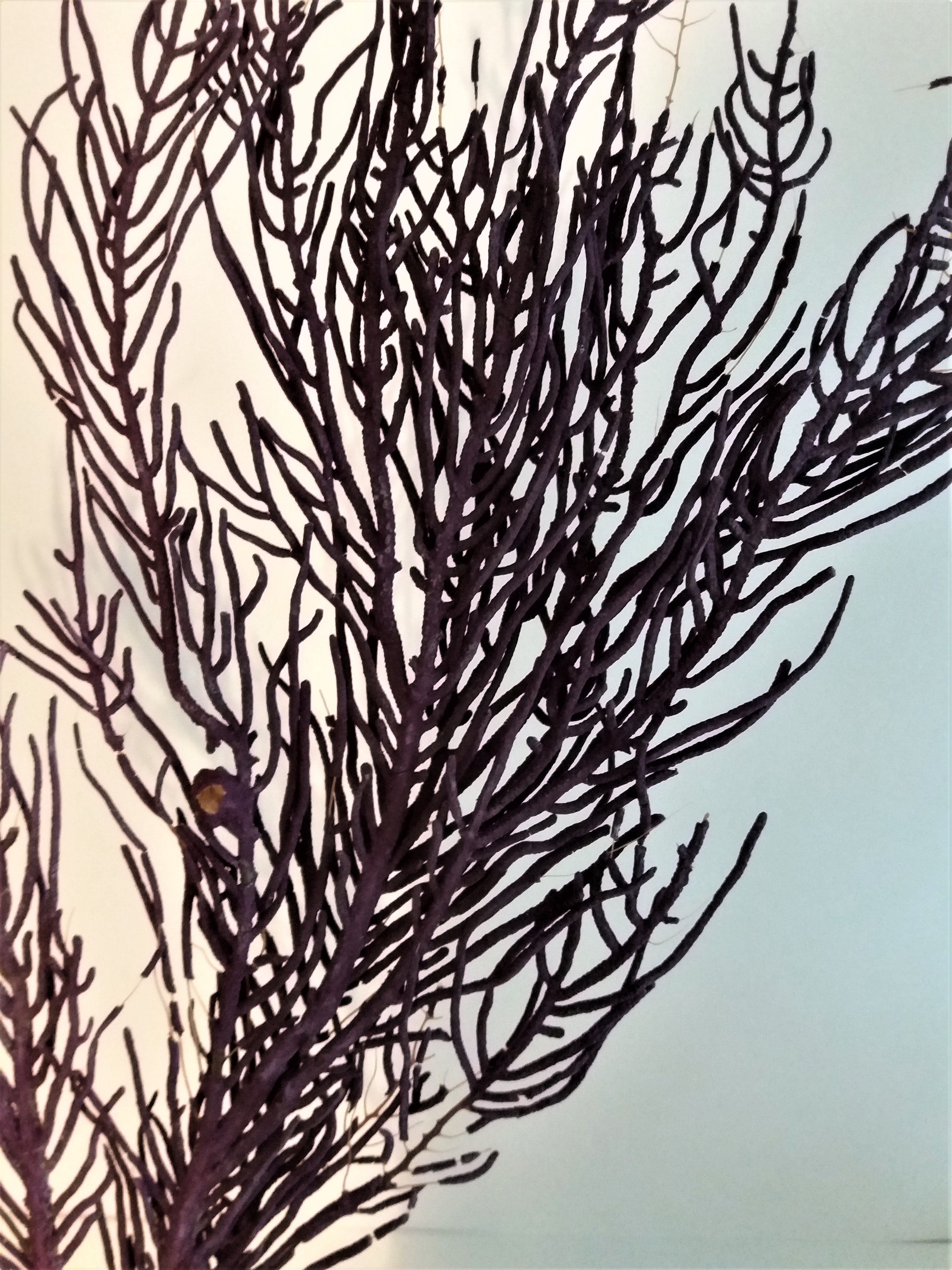 Purple coral pterogorgia anceps