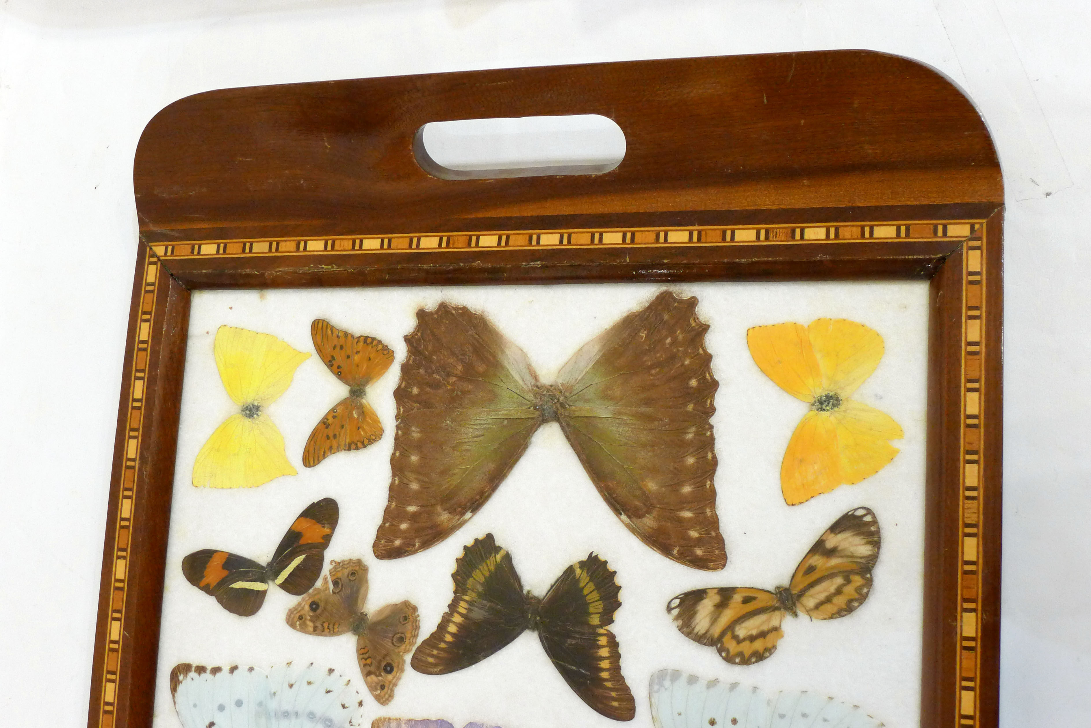 Butterfly tray