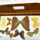 Butterfly tray