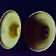 Pair of brass candlesticks