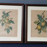 2 tableaux reproduction poires et prunes