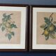 2 tableaux reproduction poires et prunes