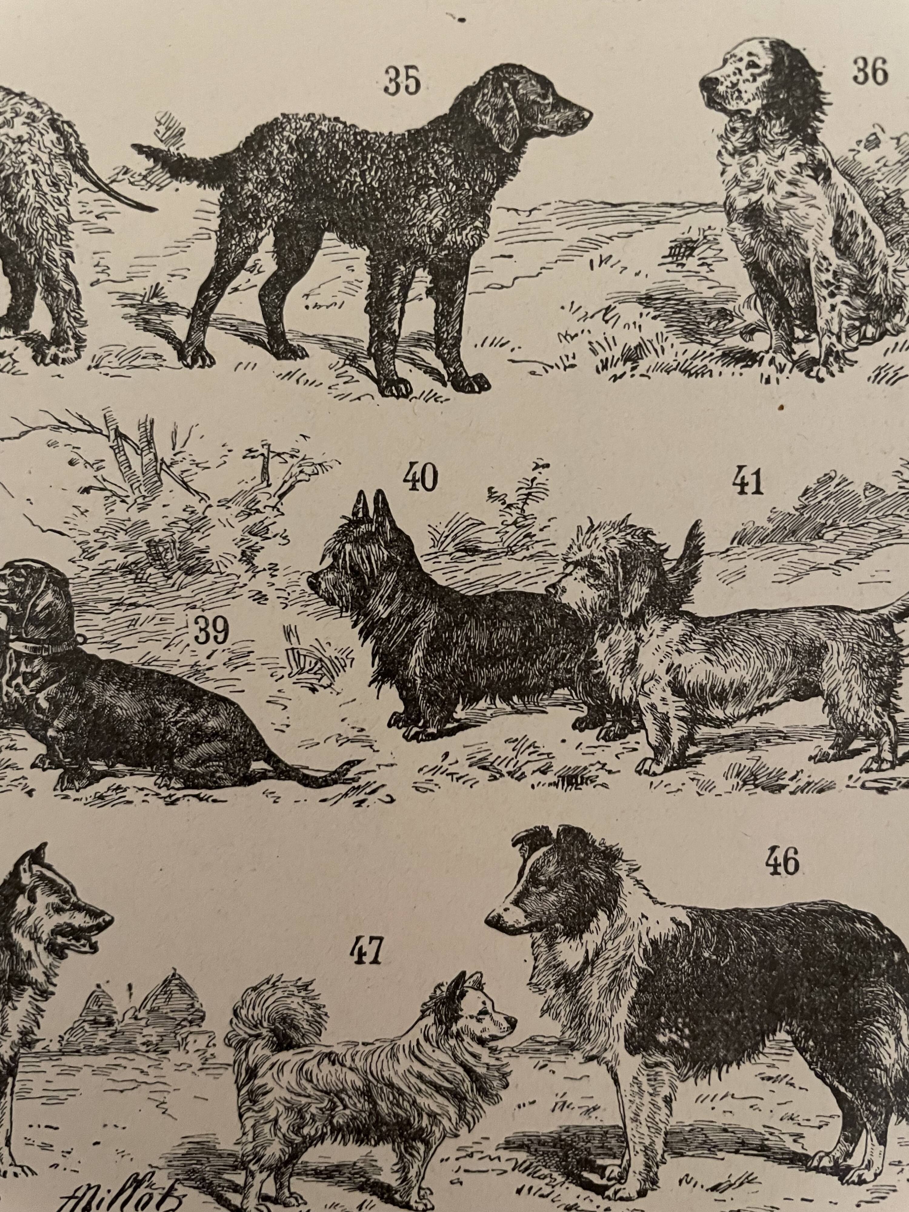 Lithograph engraving on dogs from 1897