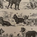 Lithographie gravure sur les chiens de 1897