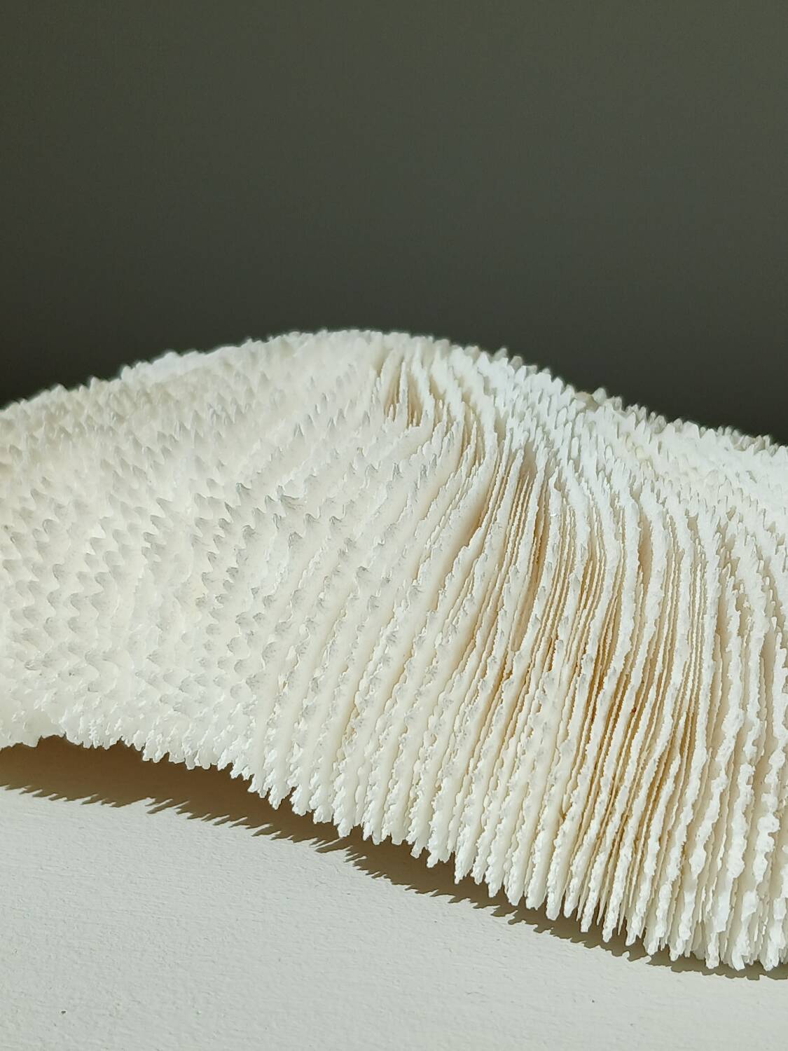 White Coral Fungia 24 cm