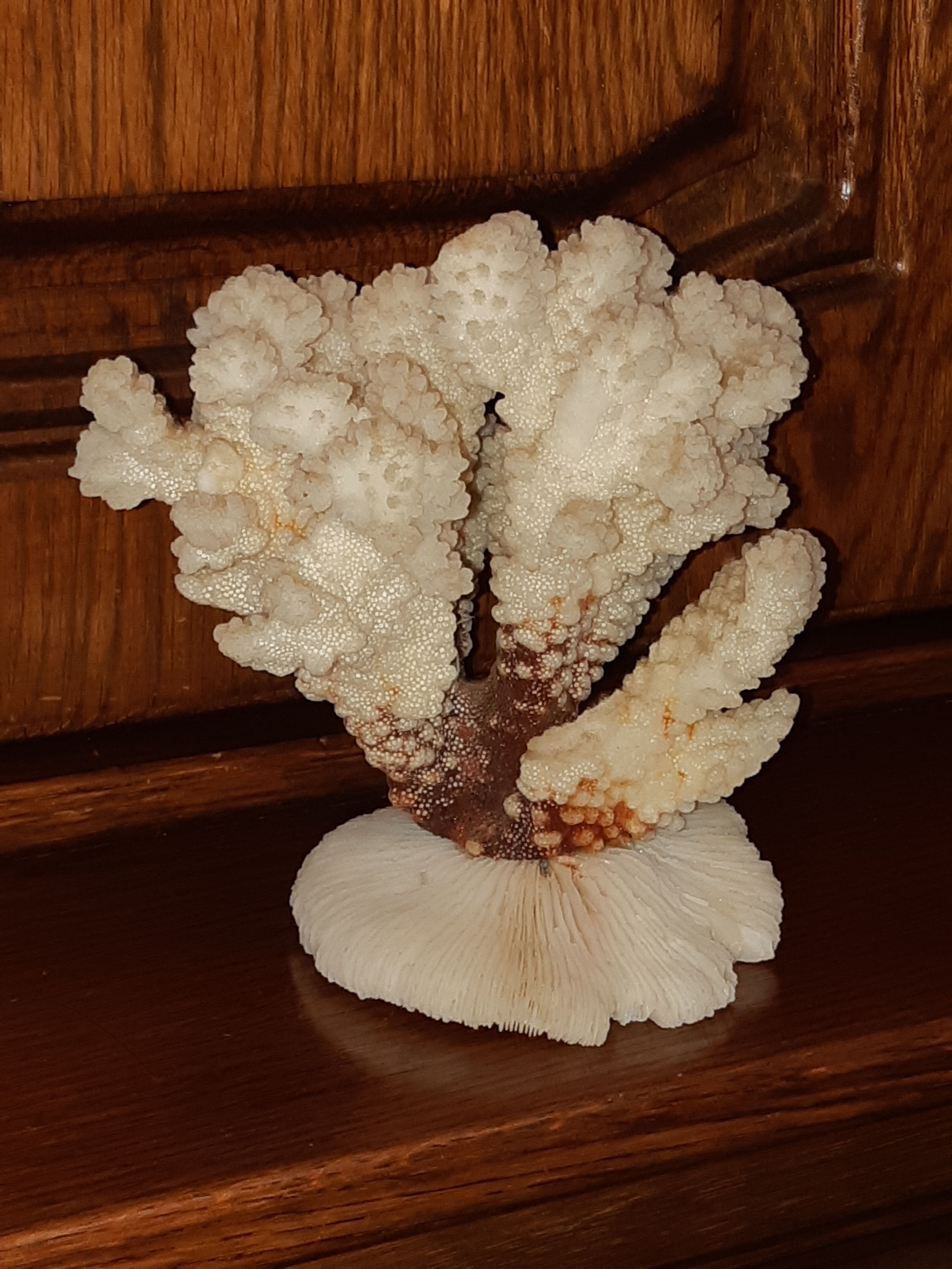 Bouquet of natural white coral bush