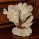 Bouquet buisson de corail blanc naturel