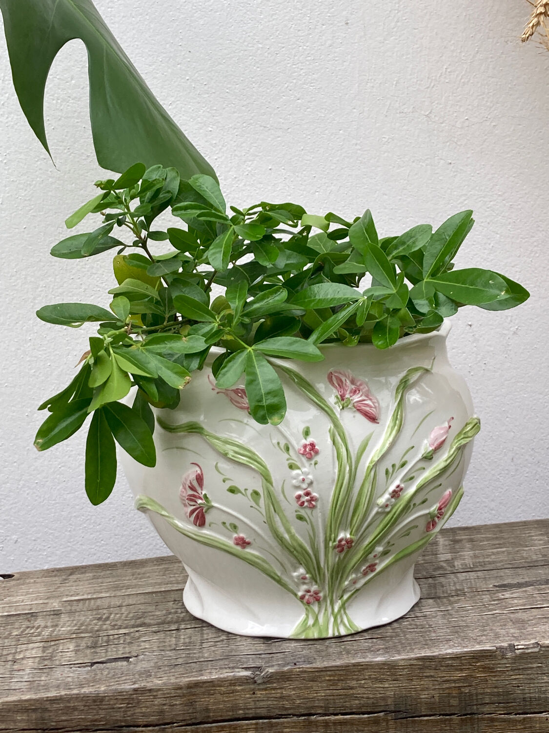 White ceramic pot cache of flower slip and old green foliage