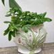 White ceramic pot cache of flower slip and old green foliage