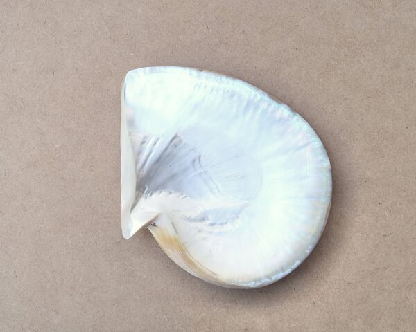 Vide poche en nacre huître perlière naturelle, années 70