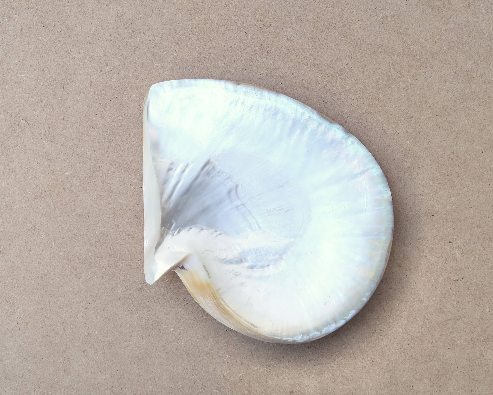 Natural pearl oyster mother-of-pearl pocket emptier, 1970s