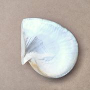 Natural pearl oyster mother-of-pearl pocket emptier, 1970s