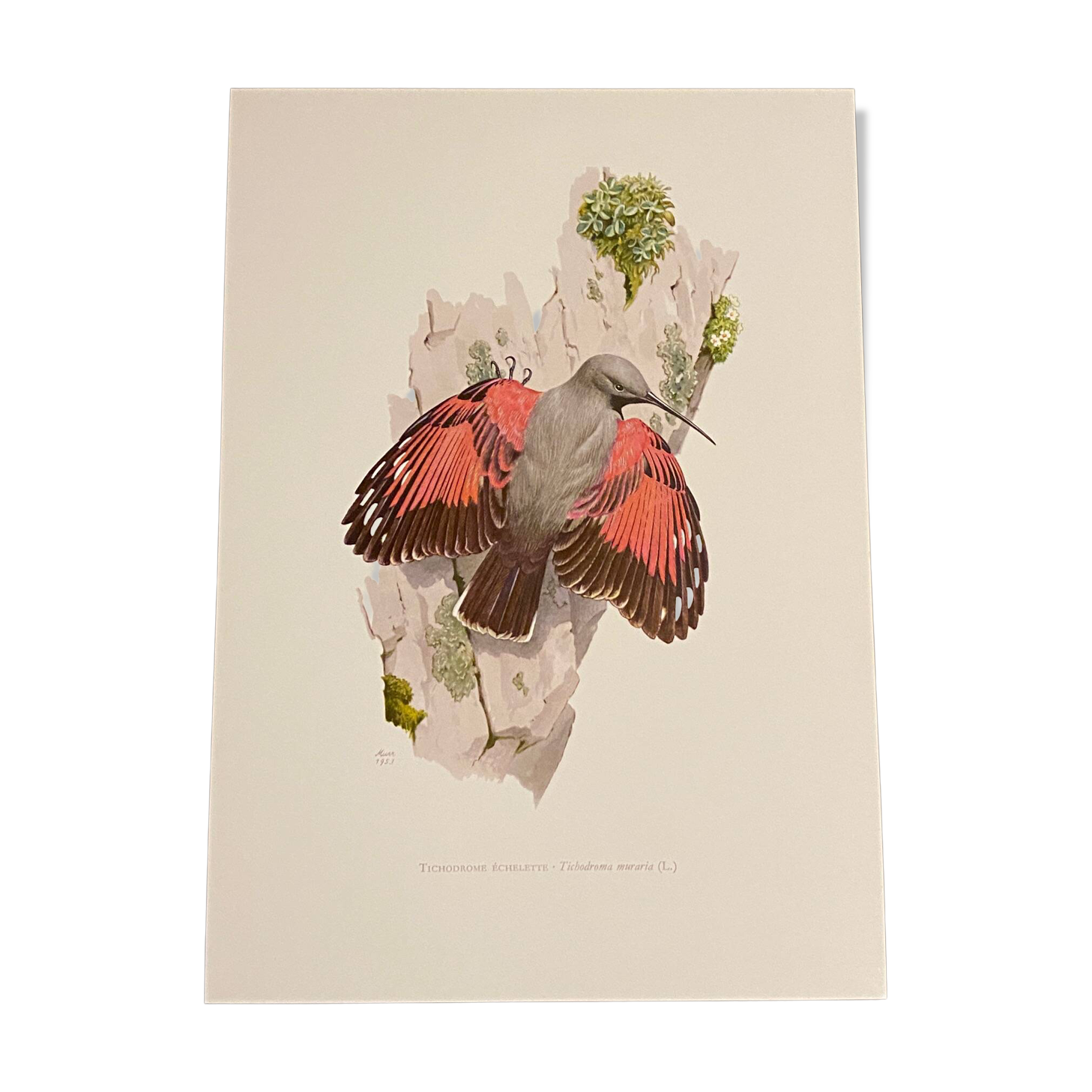 Old illustration – Wallcreeper (bird)