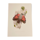 Old illustration – Wallcreeper (bird)