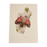 Old illustration – Wallcreeper (bird)