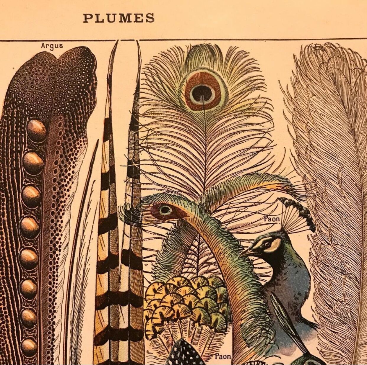 Original vintage board on feathers