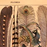 Planche vintage originale sur les plumes