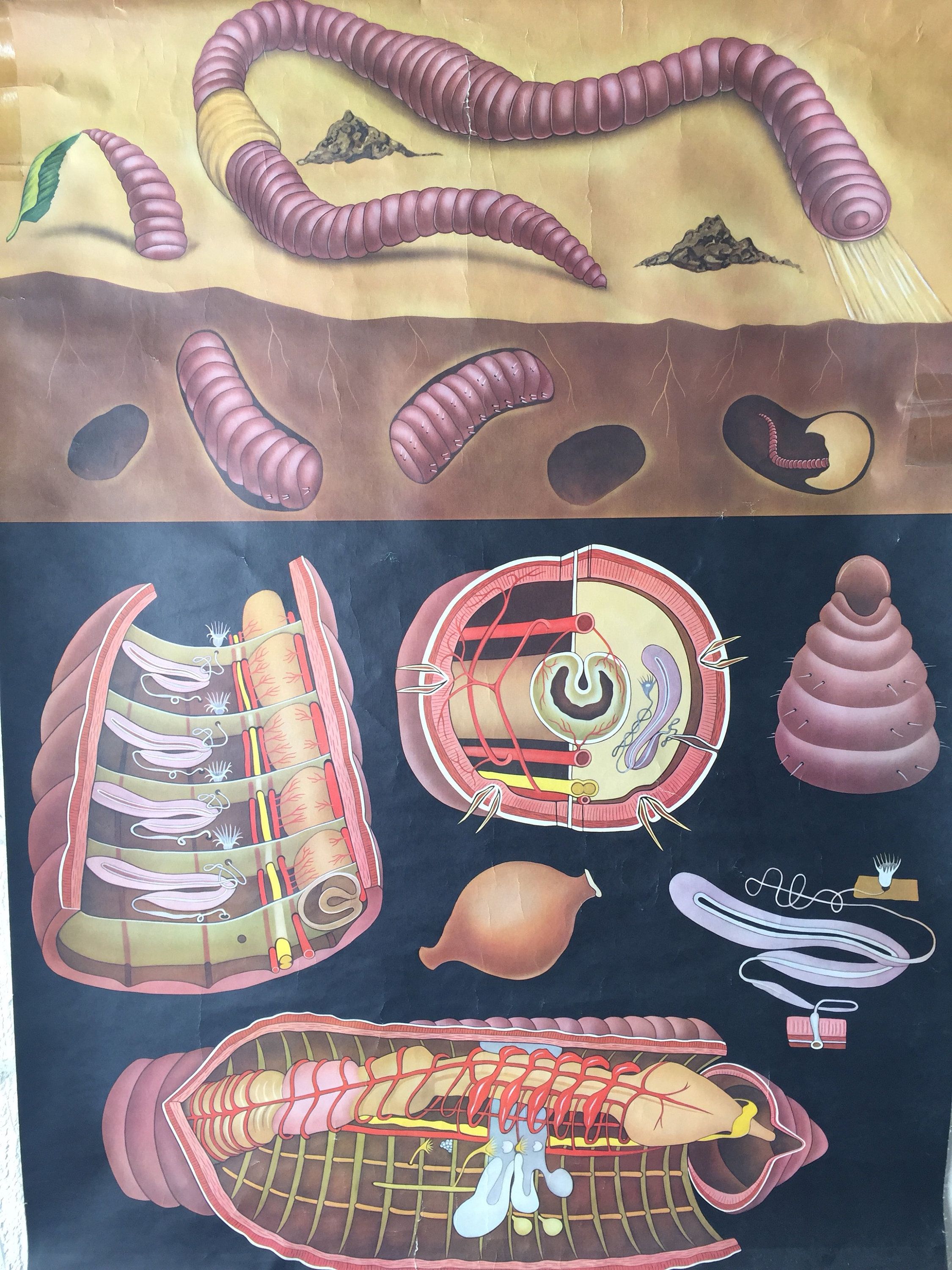 Zoological educational wall chart of an earth worm by Jung Koch ...