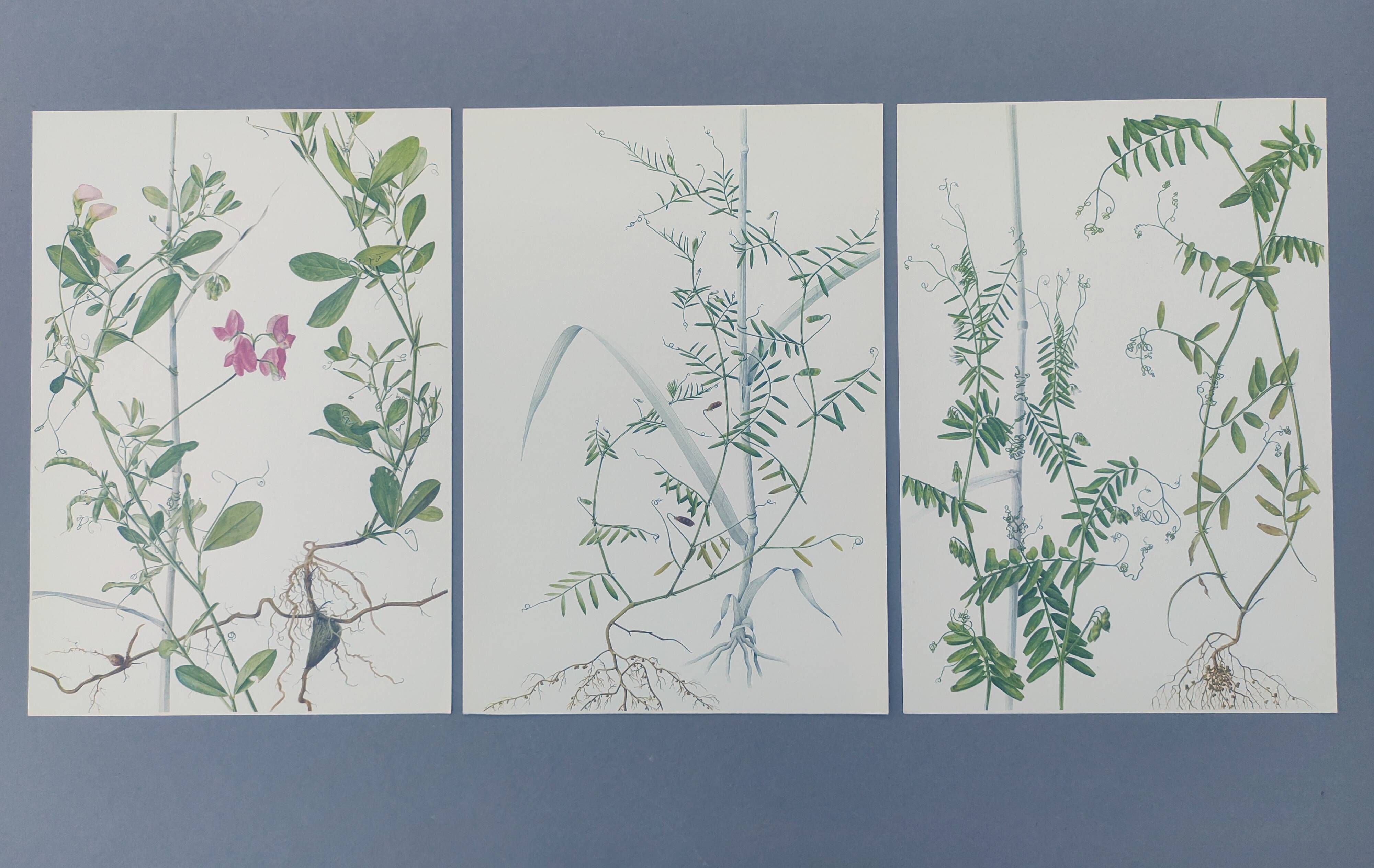 Lot of 3 vintage botanical plates from 1978 - including Tuberose pea - Natural illustration