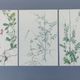 Lot of 3 vintage botanical plates from 1978 - including Tuberose pea - Natural illustration