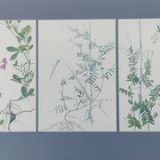 Lot of 3 vintage botanical plates from 1978 - including Tuberose pea - Natural illustration