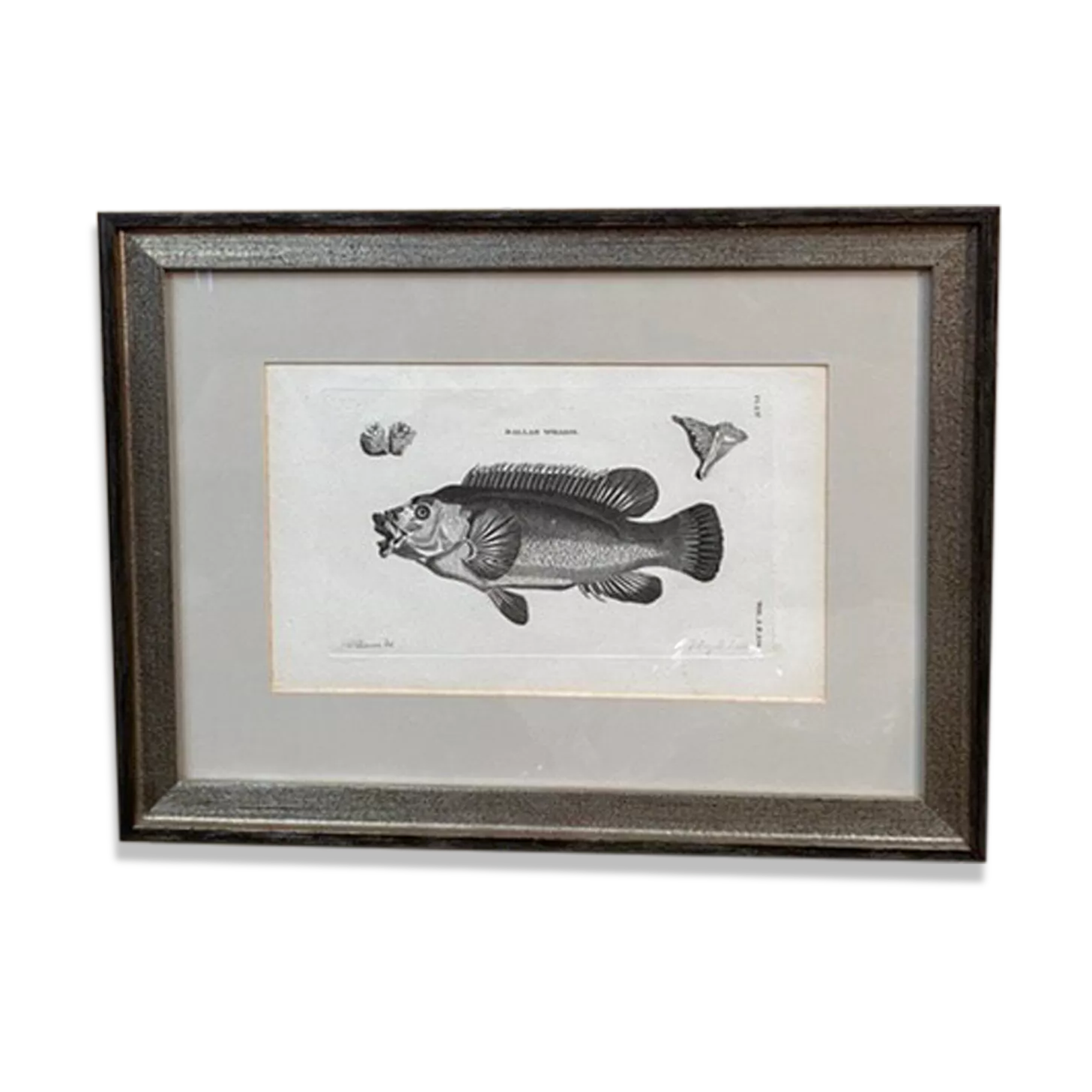 Fish engraving