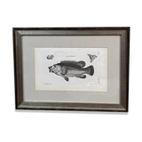Fish engraving