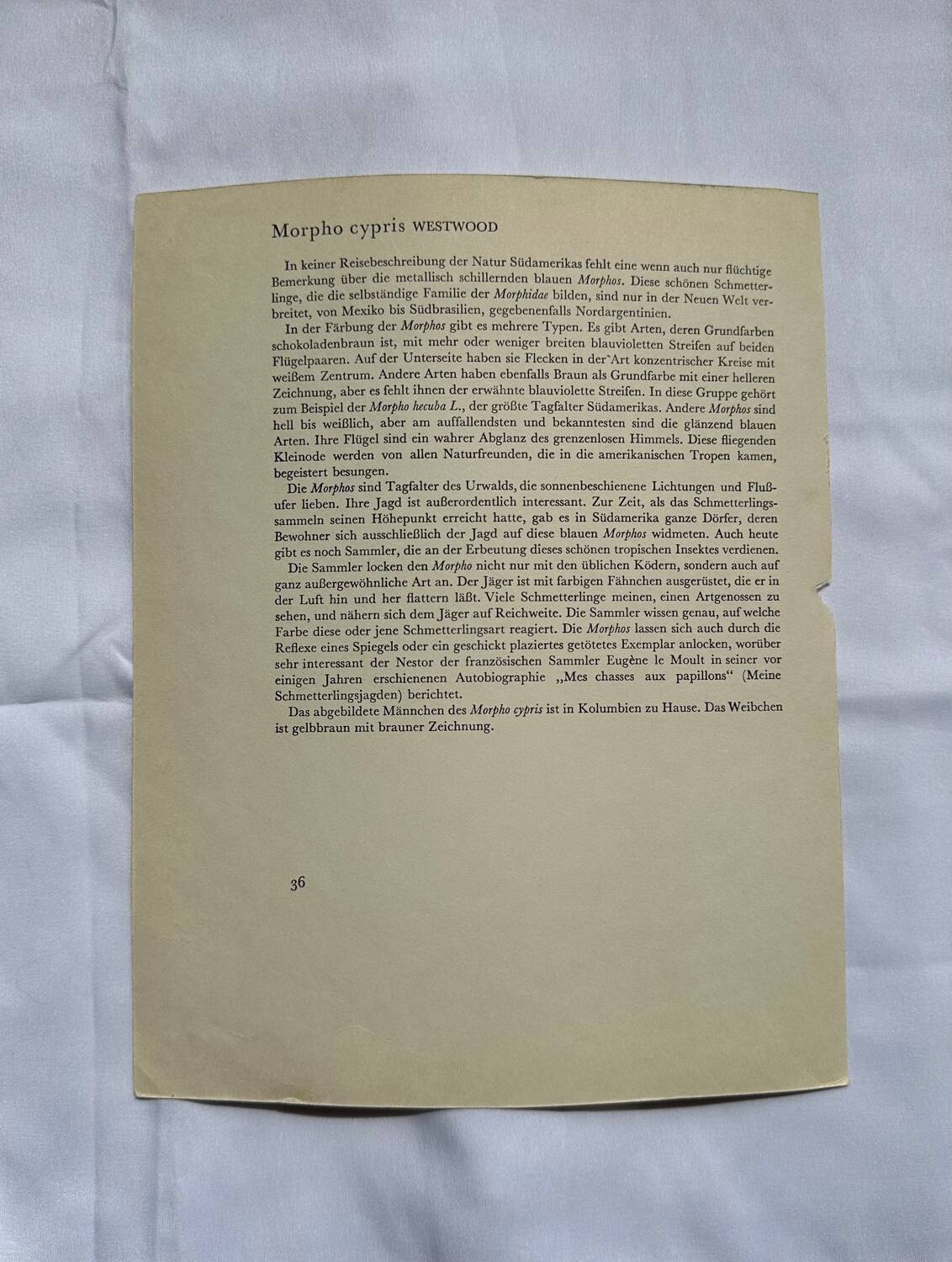 Antique Butterfly Engraving Lithograph Naturalist Botanical Plate