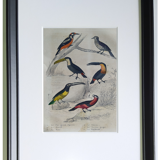 Original ornithological plate " Pic grand épeiche - Torcol - &c... Buffon (1837)