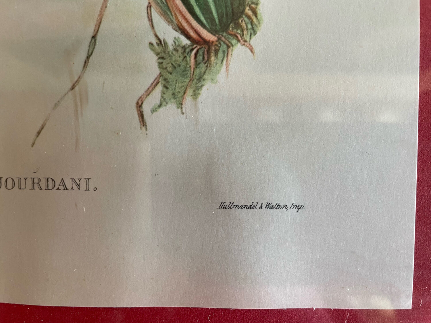 Old bird frames J. Gould and HC. Richter