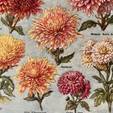 Lithograph on chrysanthemum flowers - 1920
