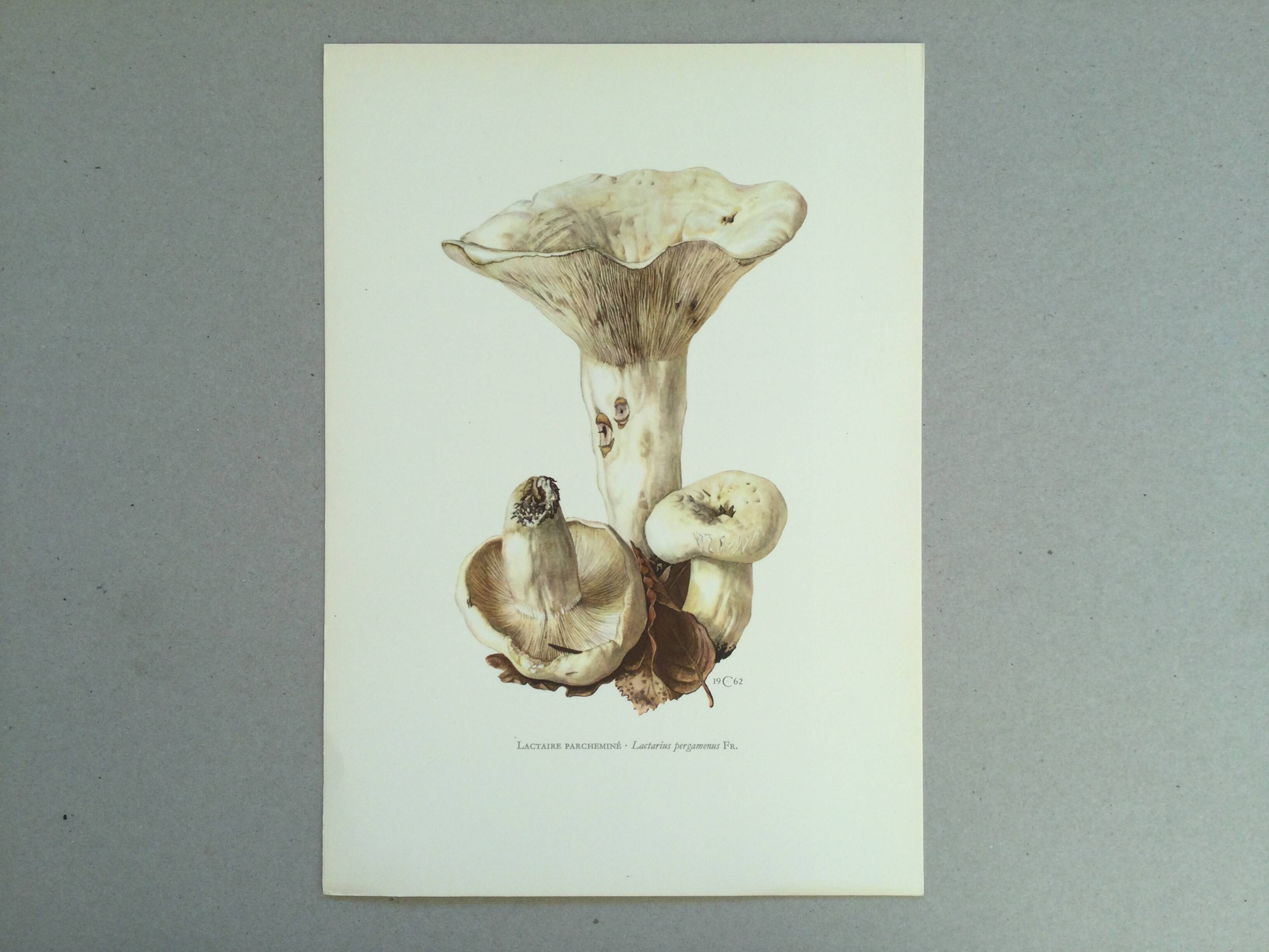Botanical illustration "mushrooms", 1960s