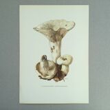Botanical illustration "mushrooms", 1960s