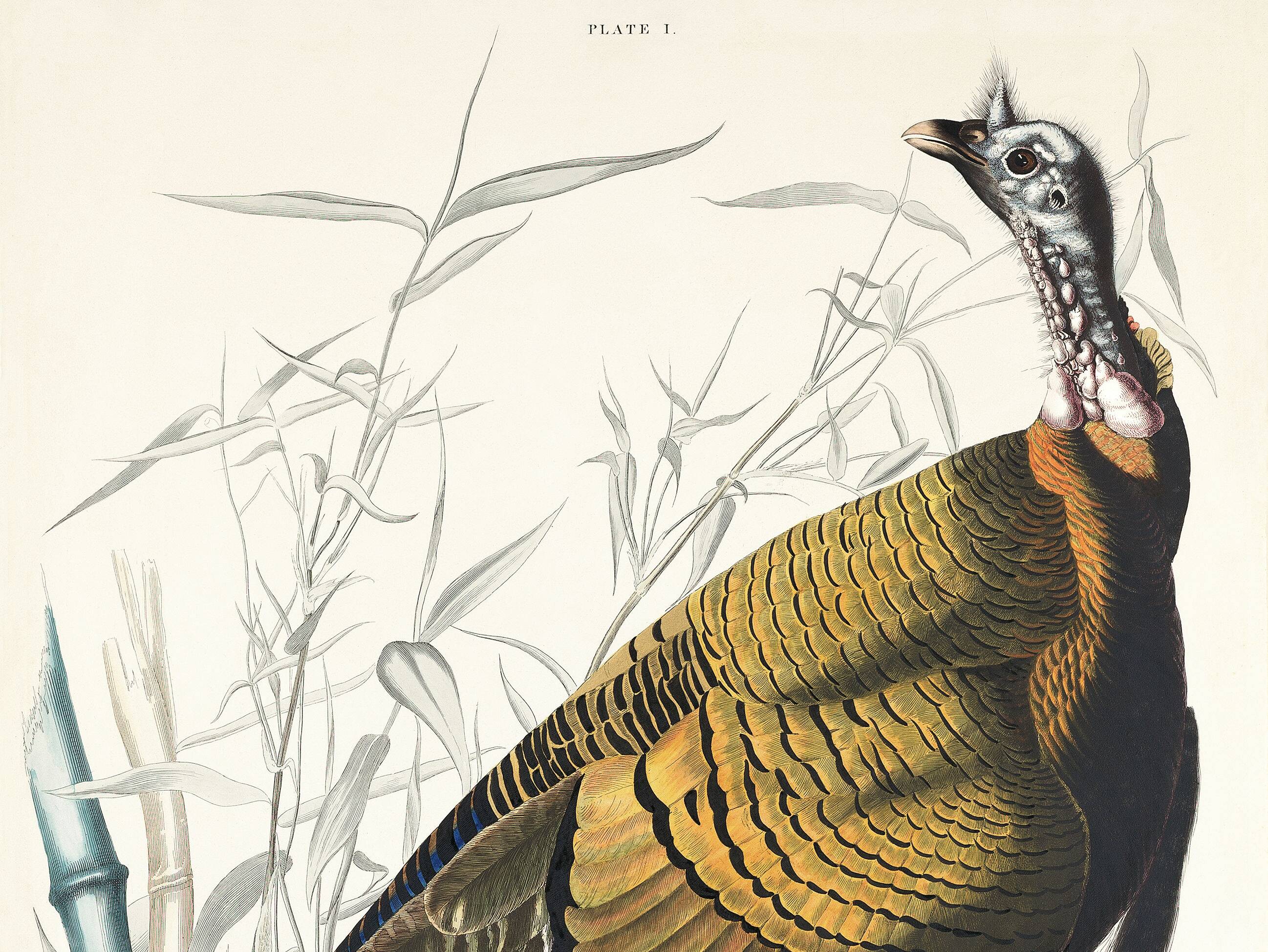 Affiche sur le Dindon sauvage, d’après une gravure ancienne de 1827.