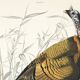 Poster about the Wild Turkey, based on an old engraving from 1827.