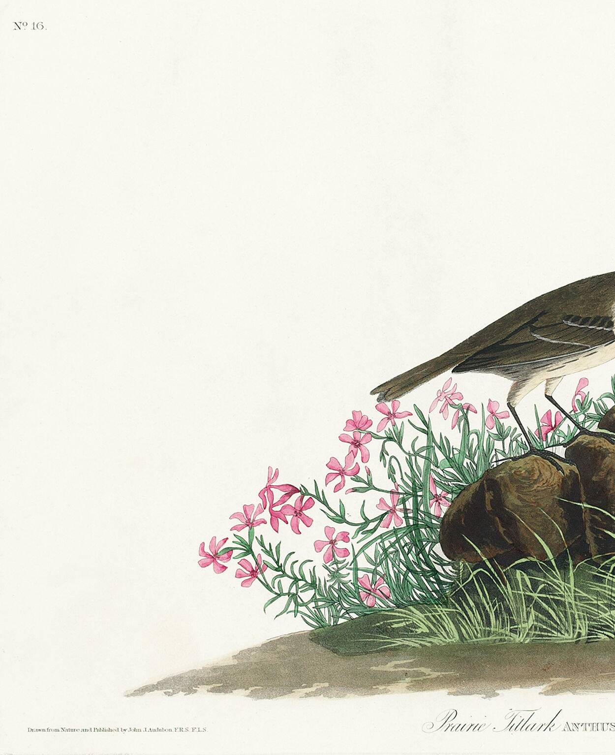 Poster about the Pipit Lark, based on an old engraving from 1827.