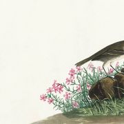 Poster about the Pipit Lark, based on an old engraving from 1827.