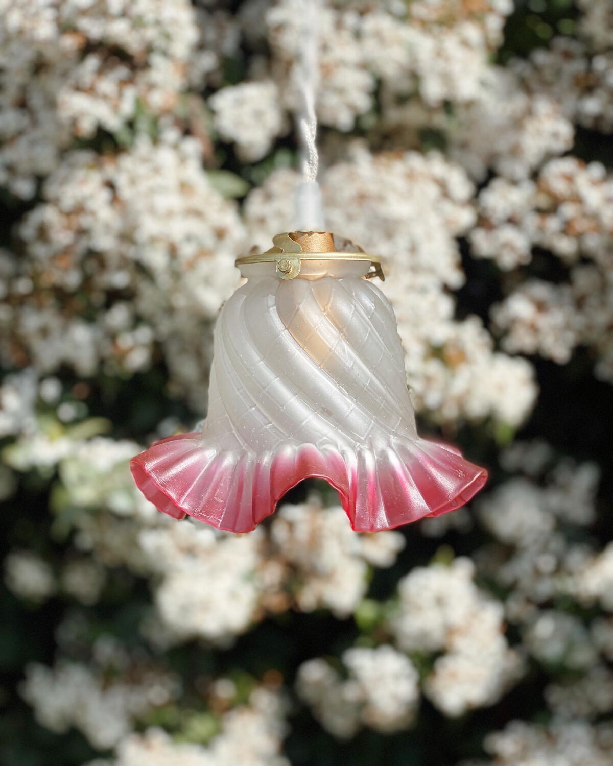 Globe tulip border fushia